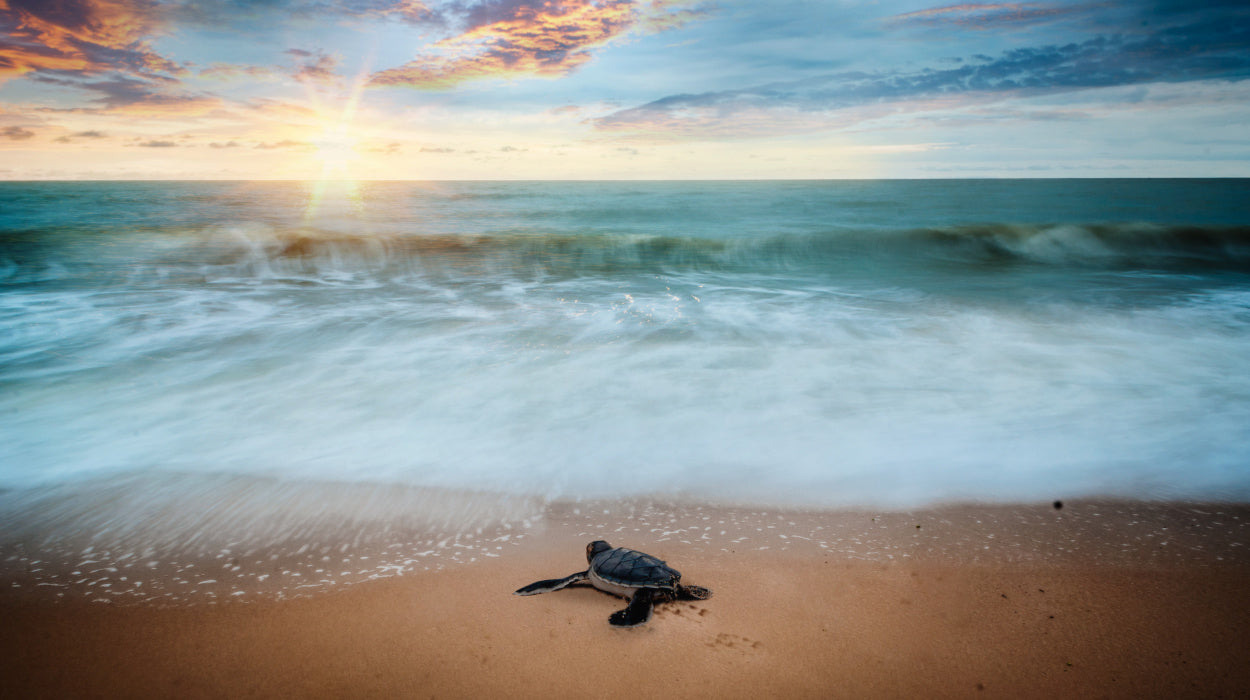 5 voluntariados con los que ayudarás a la sostenibilidad del planeta